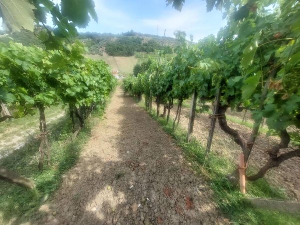 terreno agricolo in vendita a San Giovanni Valdarno in zona Montecarlo