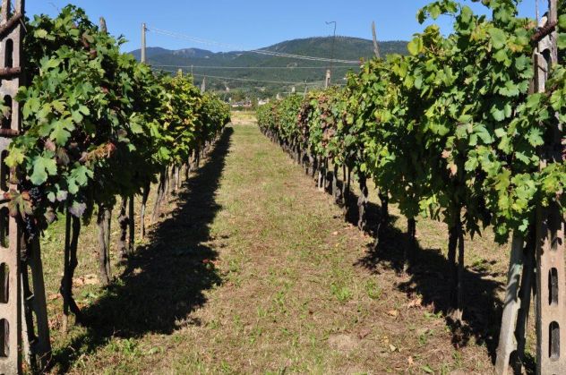 azienda agricola in vendita a Sansepolcro