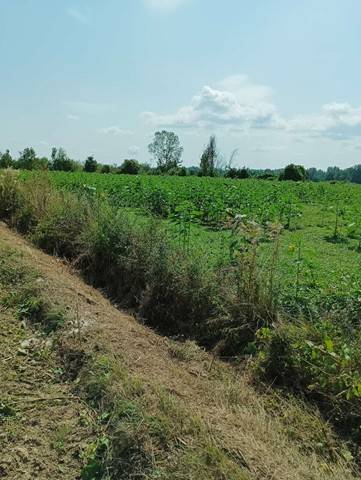 terreno agricolo in vendita a Sansepolcro