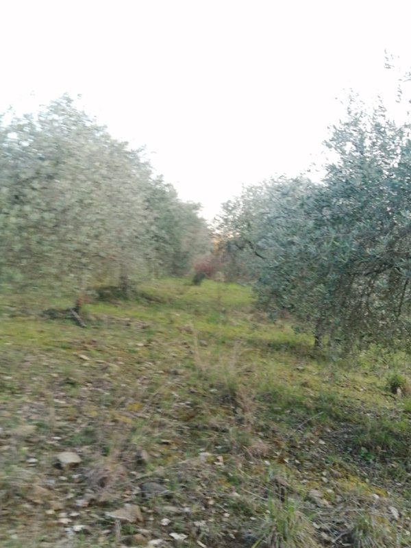 terreno agricolo in vendita a Subbiano in zona MonteGiovi