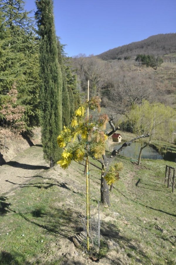 casa indipendente in vendita a Subbiano in zona MonteGiovi