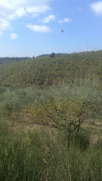 terreno agricolo in vendita a Subbiano