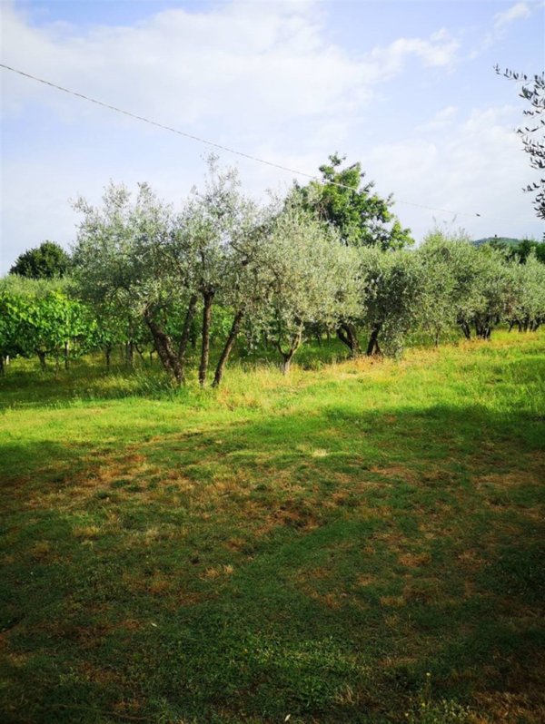 terreno agricolo in vendita a Terranuova Bracciolini in zona Penna