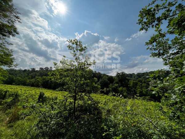 terreno agricolo in vendita a Terranuova Bracciolini