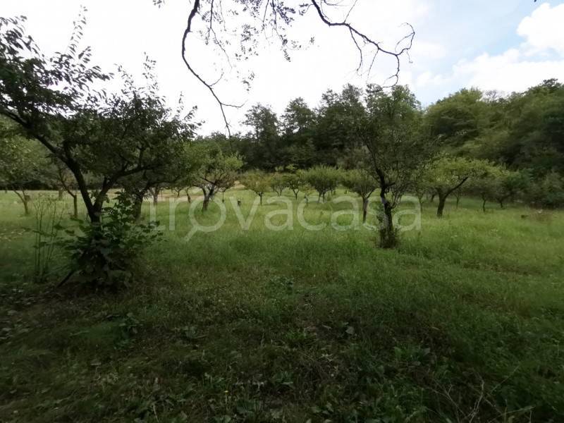 terreno agricolo in vendita a Terranuova Bracciolini