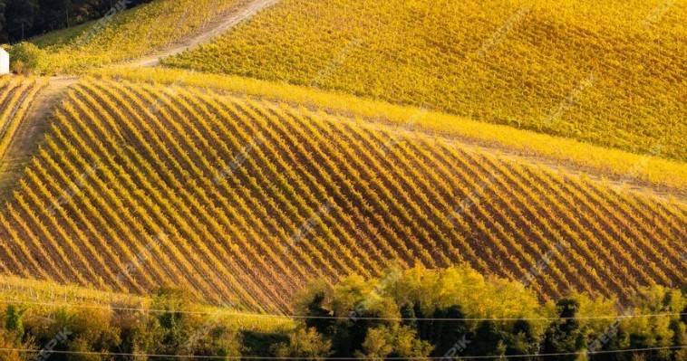 terreno agricolo in vendita a Terranuova Bracciolini