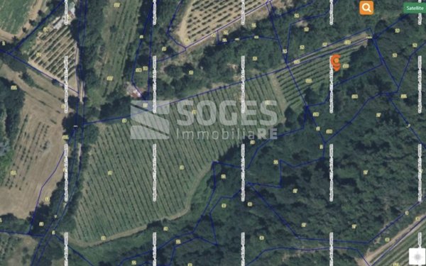 terreno agricolo in vendita a Terranuova Bracciolini