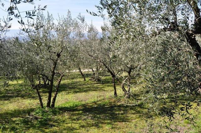 terreno agricolo in vendita a Terranuova Bracciolini in zona Persignano