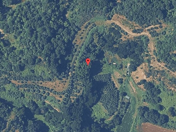 terreno agricolo in vendita a Terranuova Bracciolini