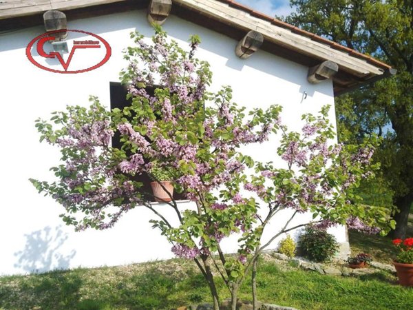 casa indipendente in vendita a Terranuova Bracciolini