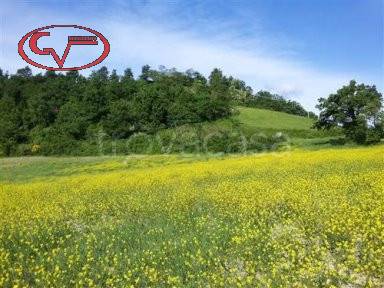 terreno agricolo in vendita a Terranuova Bracciolini