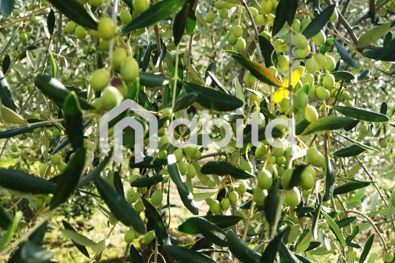terreno agricolo in vendita a Terranuova Bracciolini in zona Ville