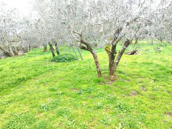 terreno agricolo in vendita a Castelfranco Piandiscò