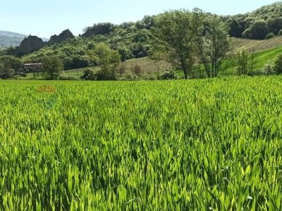 terreno agricolo in vendita a Castelfranco Piandiscò