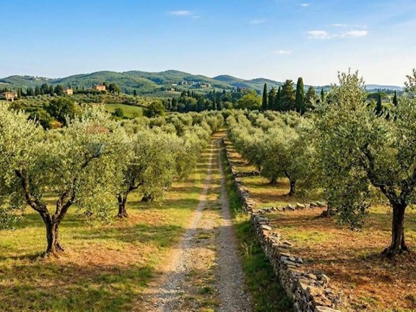 terreno agricolo in vendita a Castelfranco Piandiscò