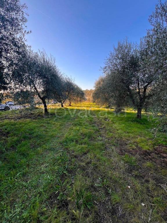 terreno agricolo in vendita a Laterina Pergine Valdarno