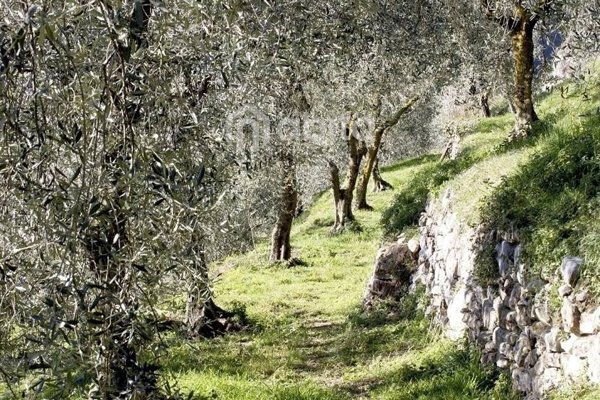 terreno agricolo in vendita a Laterina Pergine Valdarno in zona Pergine Valdarno