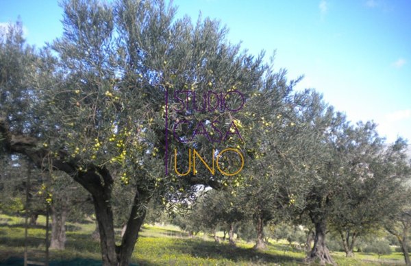 terreno agricolo in vendita a Laterina Pergine Valdarno in zona Pergine Valdarno