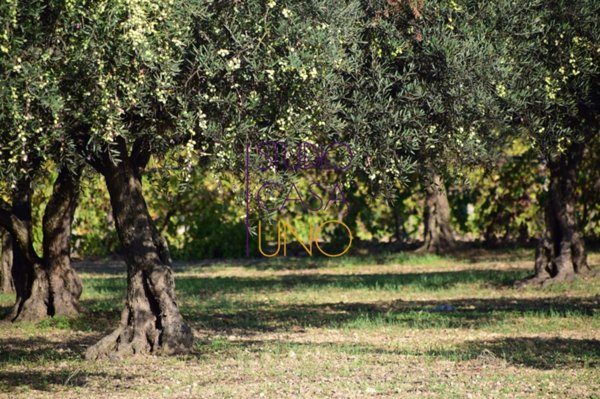 terreno agricolo in vendita a Laterina Pergine Valdarno in zona Pergine Valdarno