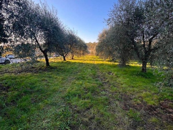 terreno agricolo in vendita a Laterina Pergine Valdarno in zona Ponticino