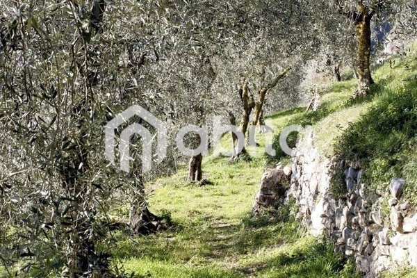terreno agricolo in vendita a Laterina Pergine Valdarno in zona Pergine Valdarno