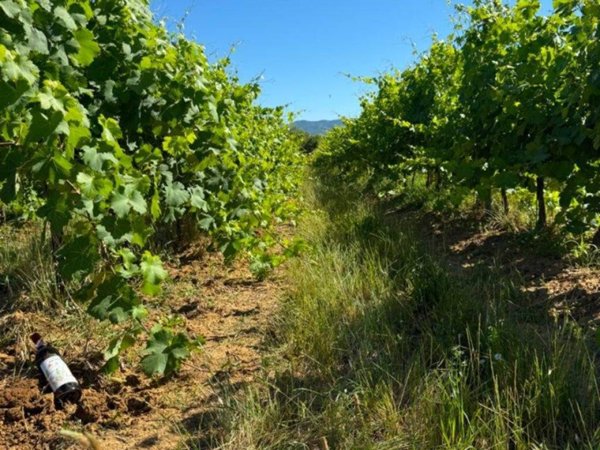 terreno agricolo in vendita a Laterina Pergine Valdarno in zona Pergine Valdarno