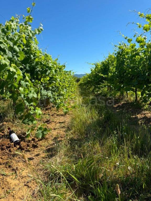 terreno agricolo in vendita a Laterina Pergine Valdarno in zona Pergine Valdarno