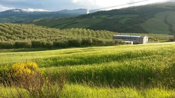 azienda agricola in vendita ad Abbadia San Salvatore