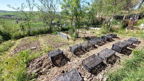 terreno agricolo in vendita ad Asciano