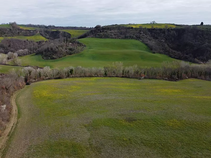 terreno agricolo in vendita ad Asciano