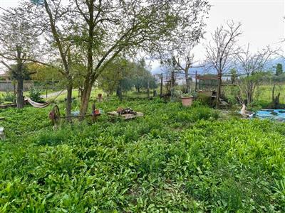 terreno agricolo in vendita ad Asciano