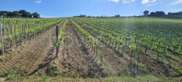 casa indipendente in vendita ad Asciano