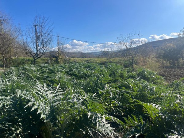 terreno agricolo in vendita ad Asciano