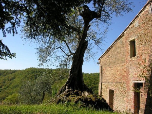 casa indipendente in vendita ad Asciano in zona Chiusure