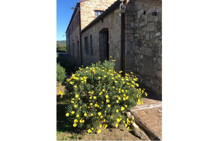 casa indipendente in vendita ad Asciano