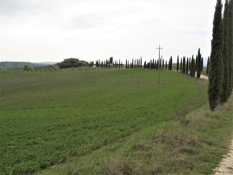 terreno agricolo in vendita ad Asciano