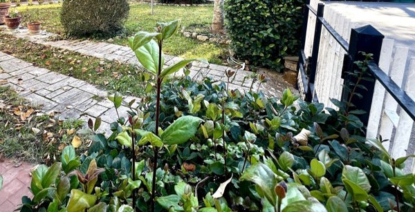 appartamento in vendita a Buonconvento in zona Percenna