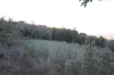 terreno agricolo in vendita a Casole d'Elsa