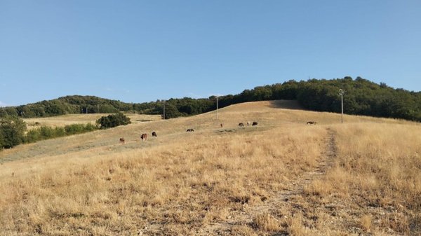 azienda agricola in vendita a Casole d'Elsa