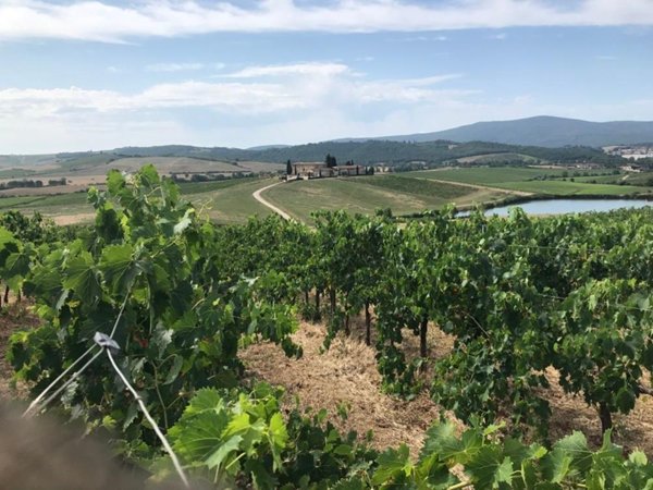 terreno agricolo in vendita a Castellina in Chianti
