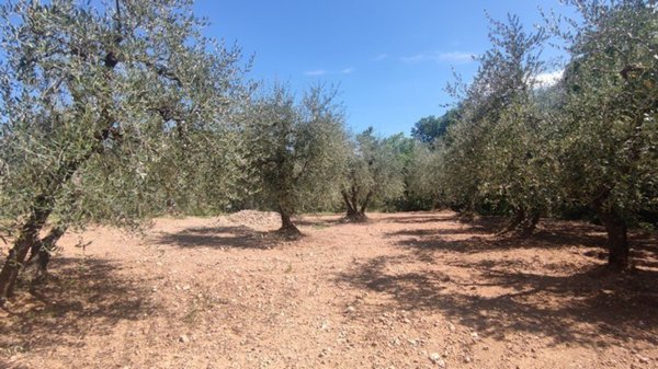 appartamento in vendita a Castelnuovo Berardenga
