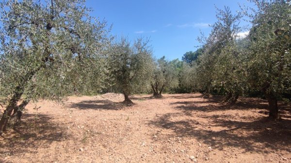 terreno agricolo in vendita a Castelnuovo Berardenga