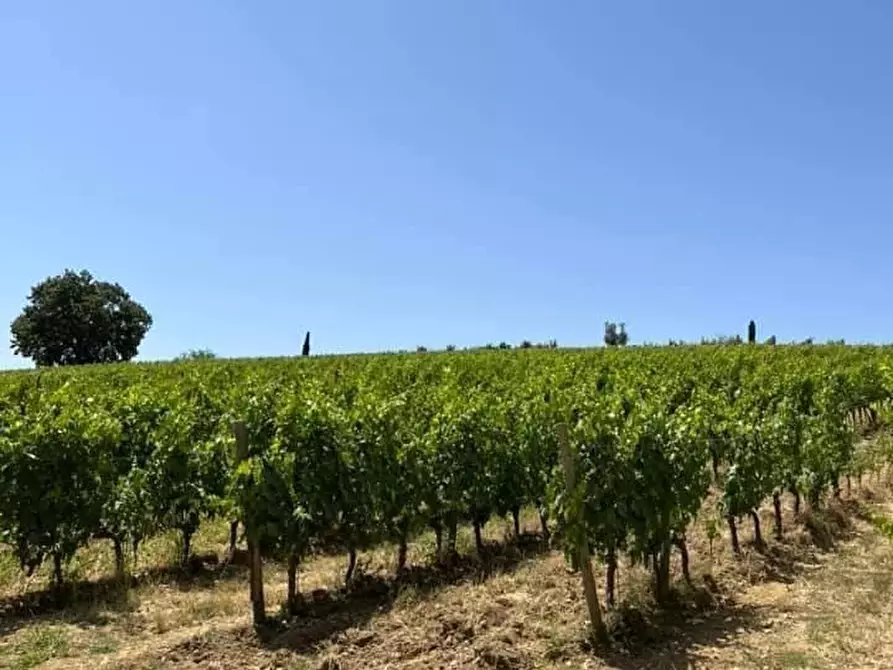 casa indipendente in vendita a Castelnuovo Berardenga