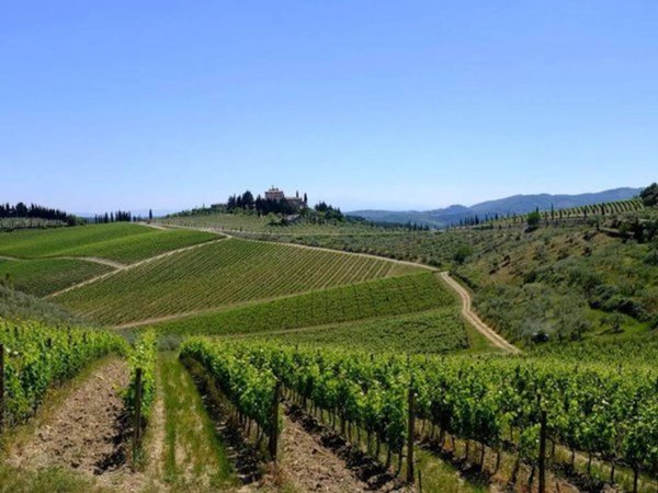terreno agricolo in vendita a Castelnuovo Berardenga