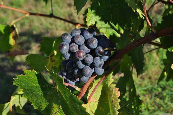 azienda agricola in vendita a Castelnuovo Berardenga