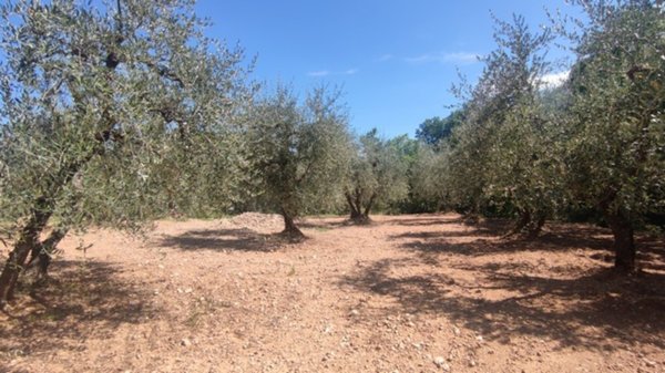 terreno agricolo in vendita a Castelnuovo Berardenga