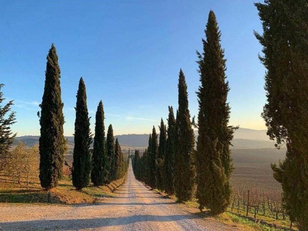 azienda agricola in vendita a Castelnuovo Berardenga