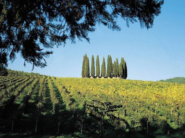 terreno agricolo in vendita a Castelnuovo Berardenga