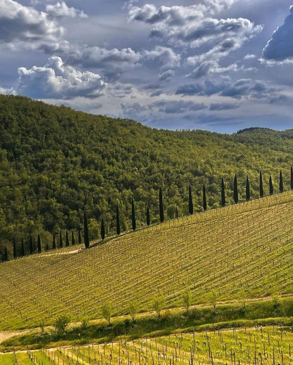 terreno agricolo in vendita a Castelnuovo Berardenga