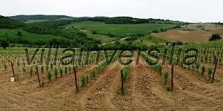 terreno agricolo in vendita a Castelnuovo Berardenga